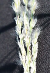 Digitaria californica