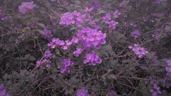 Lantana montevidensis