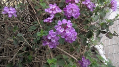 Lantana montevidensis