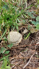 Amanita advena