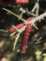 Anisota oslari