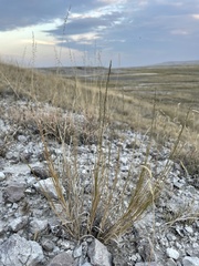 Muhlenbergia cuspidata
