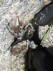 Habronattus borealis