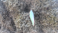 Flatidae