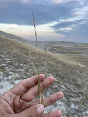 Muhlenbergia cuspidata