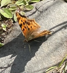 Polygonia satyrus