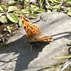 Polygonia satyrus