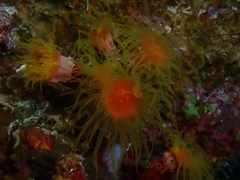 Cladopsammia gracilis