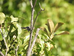 Psaltriparus minimus