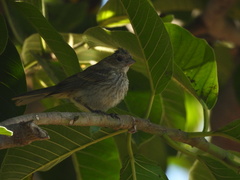 Haemorhous mexicanus