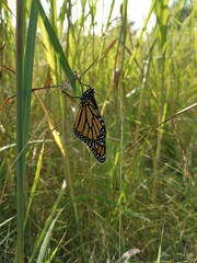 Danaus plexippus