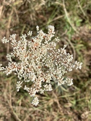 Eriogonum