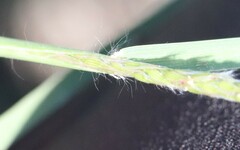 Digitaria californica