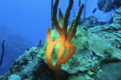 Amphimedon compressa