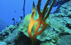 Amphimedon compressa