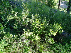 Symphoricarpos rotundifolius