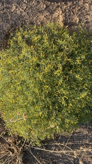 Pectis papposa papposa