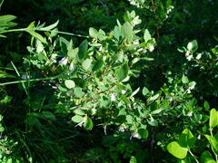 Symphoricarpos rotundifolius