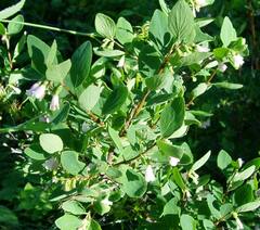 Symphoricarpos rotundifolius