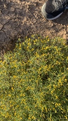 Pectis papposa papposa