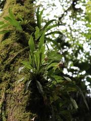 Stenotyla picta