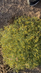 Pectis papposa papposa