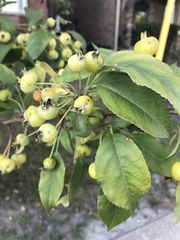 Malus