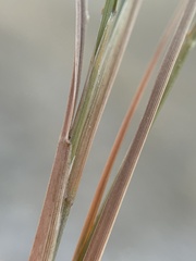 Muhlenbergia cuspidata