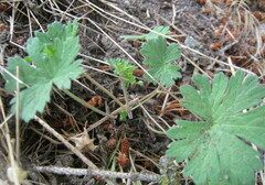 Geranium viscosissimum