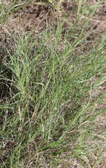 Muhlenbergia