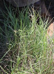 Muhlenbergia