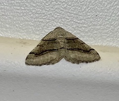 Digrammia continuata