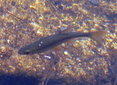 Notemigonus crysoleucas