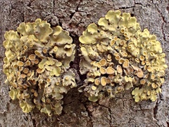Xanthoria parietina