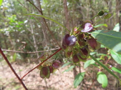 Dodonaea viscosa