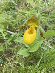 Cypripedium parviflorum pubescens