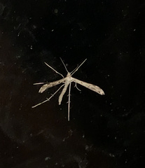 Platyptilia carduidactylus