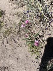 Palafoxia sphacelata