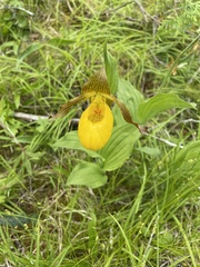 Cypripedium parviflorum pubescens
