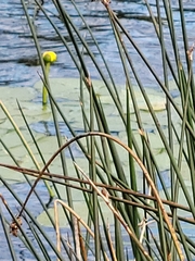 Nuphar