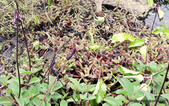 Coleus