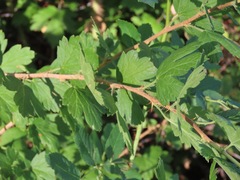 Ribes oxyacanthoides