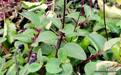 Coleus