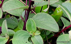 Coleus