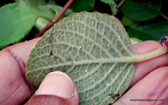 Coleus