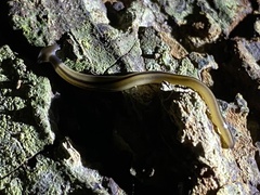 Bipalium vagum