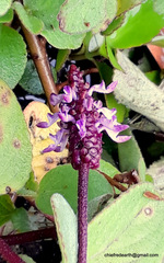 Coleus