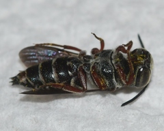 Coelioxys modestus