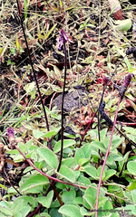 Coleus