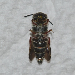 Coelioxys modestus